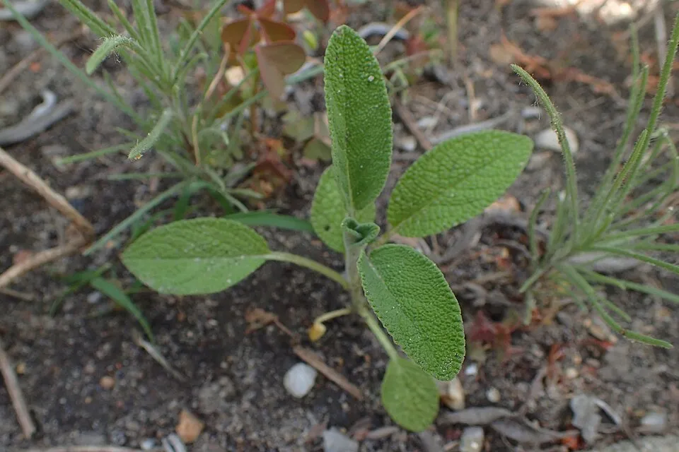 Orvosi zsálya / Salvia officinalis