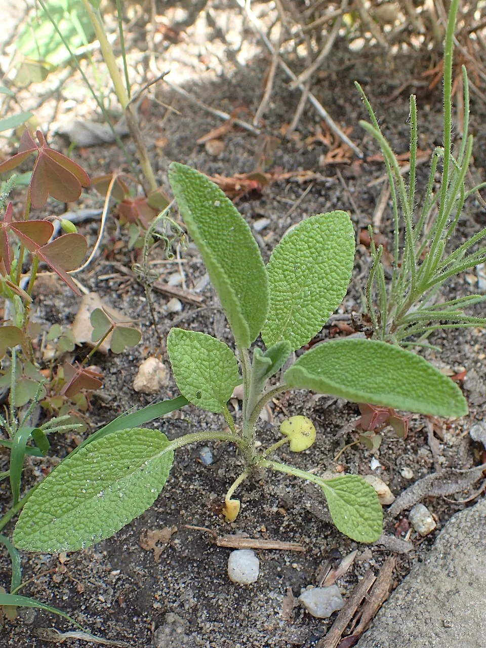 Orvosi zsálya / Salvia officinalis