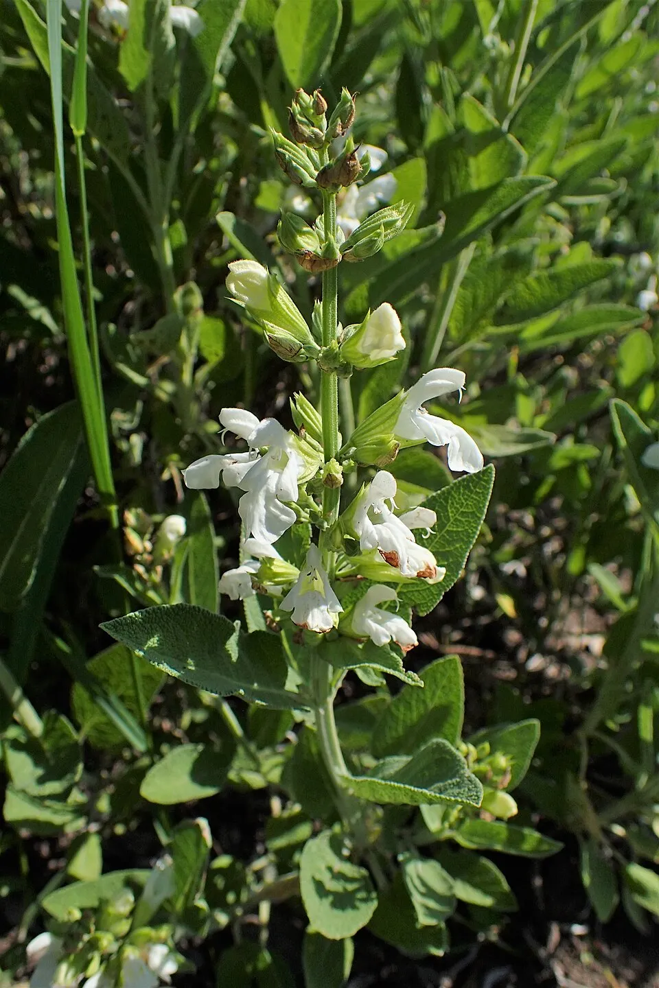 Orvosi zsálya / Salvia officinalis