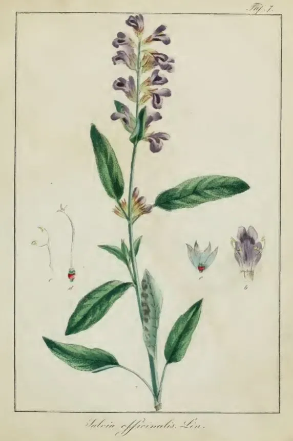 Orvosi zsálya / Salvia officinalis