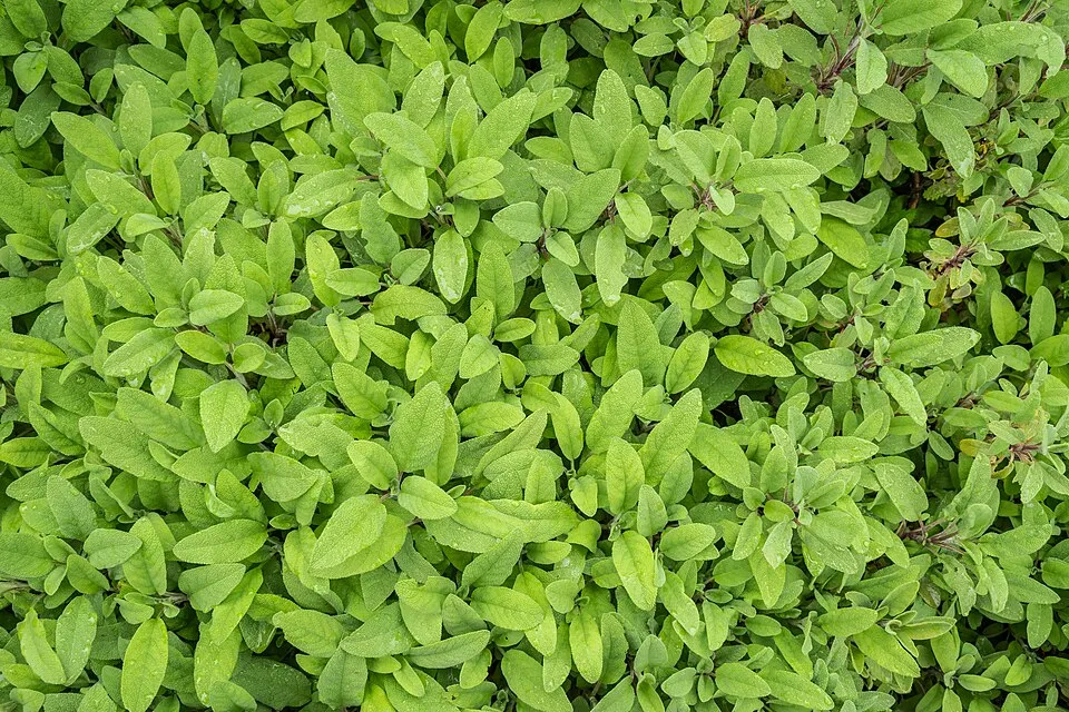 Orvosi zsálya / Salvia officinalis