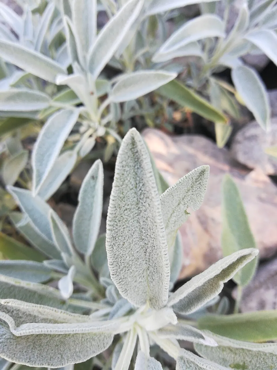Orvosi zsálya / Salvia officinalis