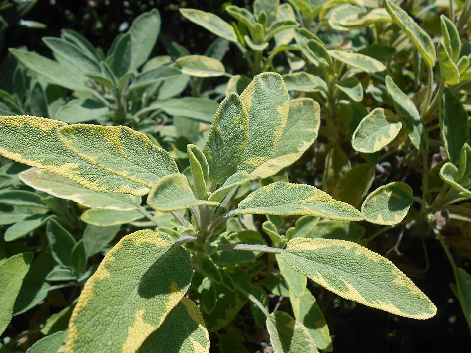 Sárga-zöld tarka, orvosi zsálya / Salvia officinalis 'Icterina'