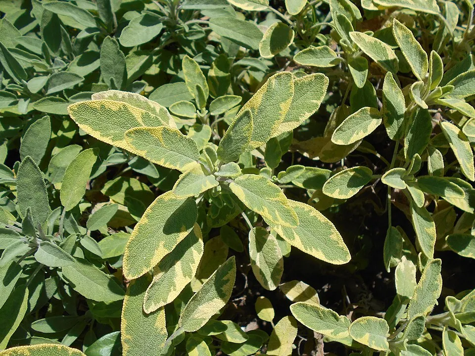 Sárga-zöld tarka, orvosi zsálya / Salvia officinalis 'Icterina'