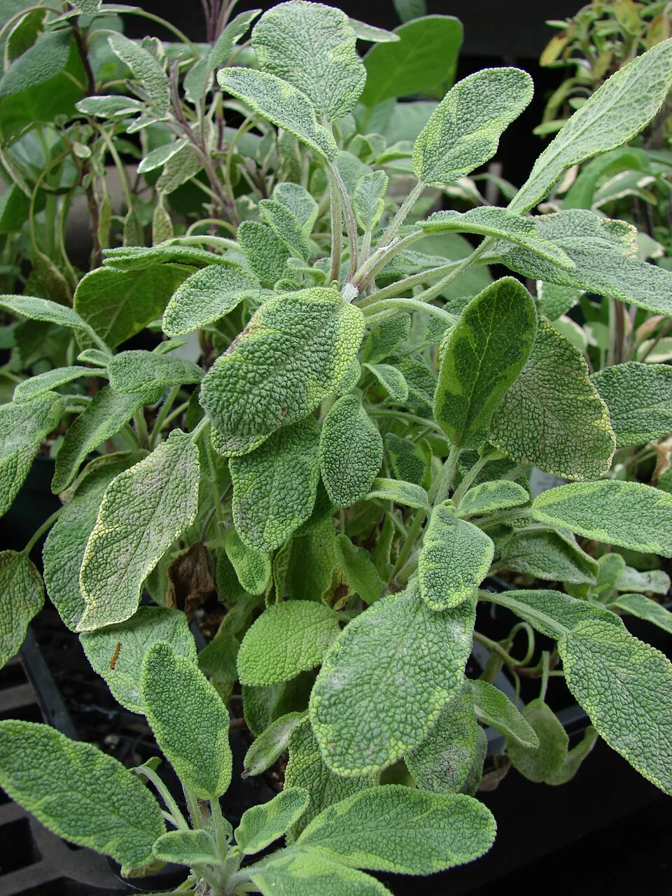 Sárga-zöld tarka, orvosi zsálya / Salvia officinalis 'Icterina'