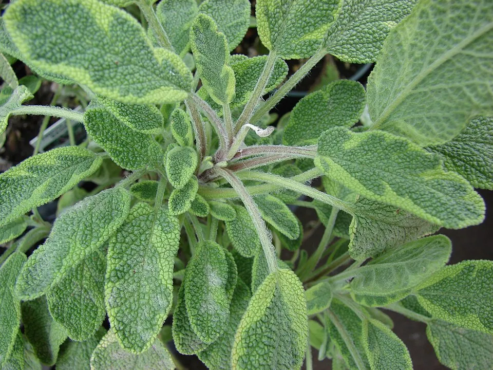 Sárga-zöld tarka, orvosi zsálya / Salvia officinalis 'Icterina'