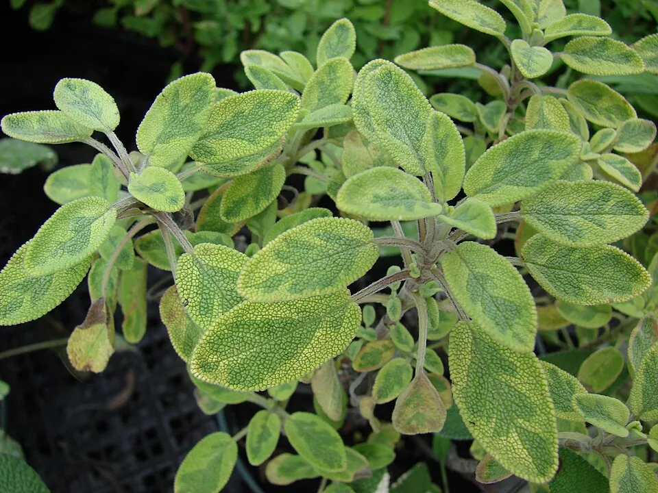 Sárga-zöld tarka, orvosi zsálya / Salvia officinalis 'Icterina'