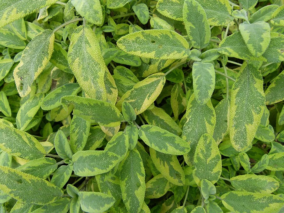 Sárga-zöld tarka, orvosi zsálya / Salvia officinalis 'Icterina'