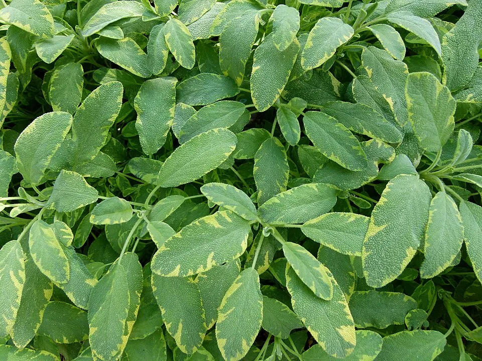 Sárga-zöld tarka, orvosi zsálya / Salvia officinalis 'Icterina'