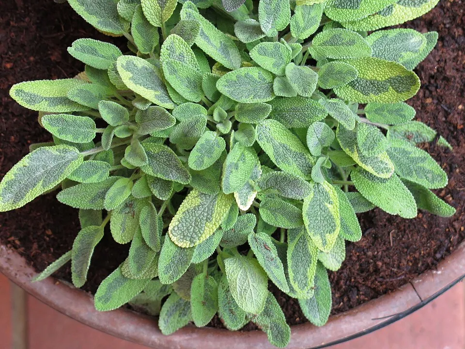 Sárga-zöld tarka, orvosi zsálya / Salvia officinalis 'Icterina'