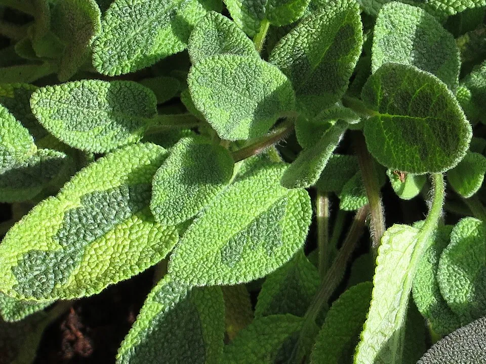 Sárga-zöld tarka, orvosi zsálya / Salvia officinalis 'Icterina'