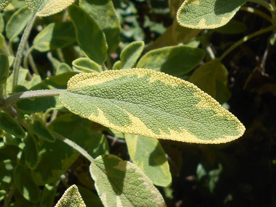 Sárga-zöld tarka, orvosi zsálya / Salvia officinalis 'Icterina'
