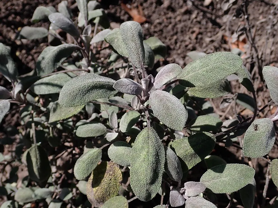 Zöldes-bordó levelű orvosi zsálya / Salvia officinalis 'Purpurascens'
