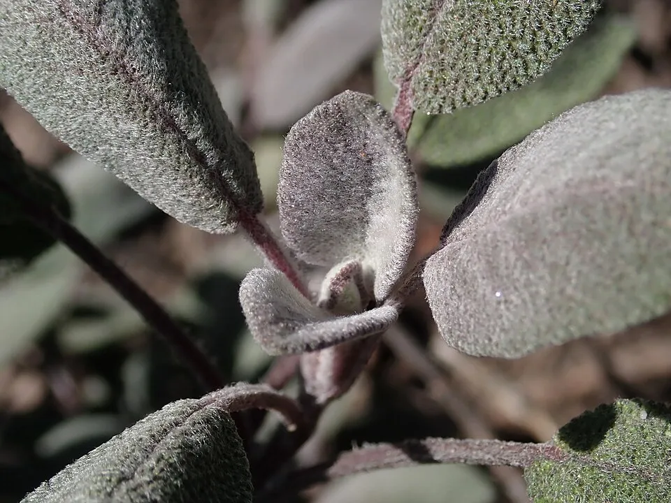 Zöldes-bordó levelű orvosi zsálya / Salvia officinalis 'Purpurascens'