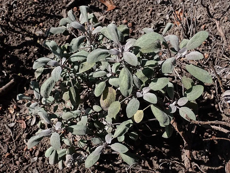 Zöldes-bordó levelű orvosi zsálya / Salvia officinalis 'Purpurascens'