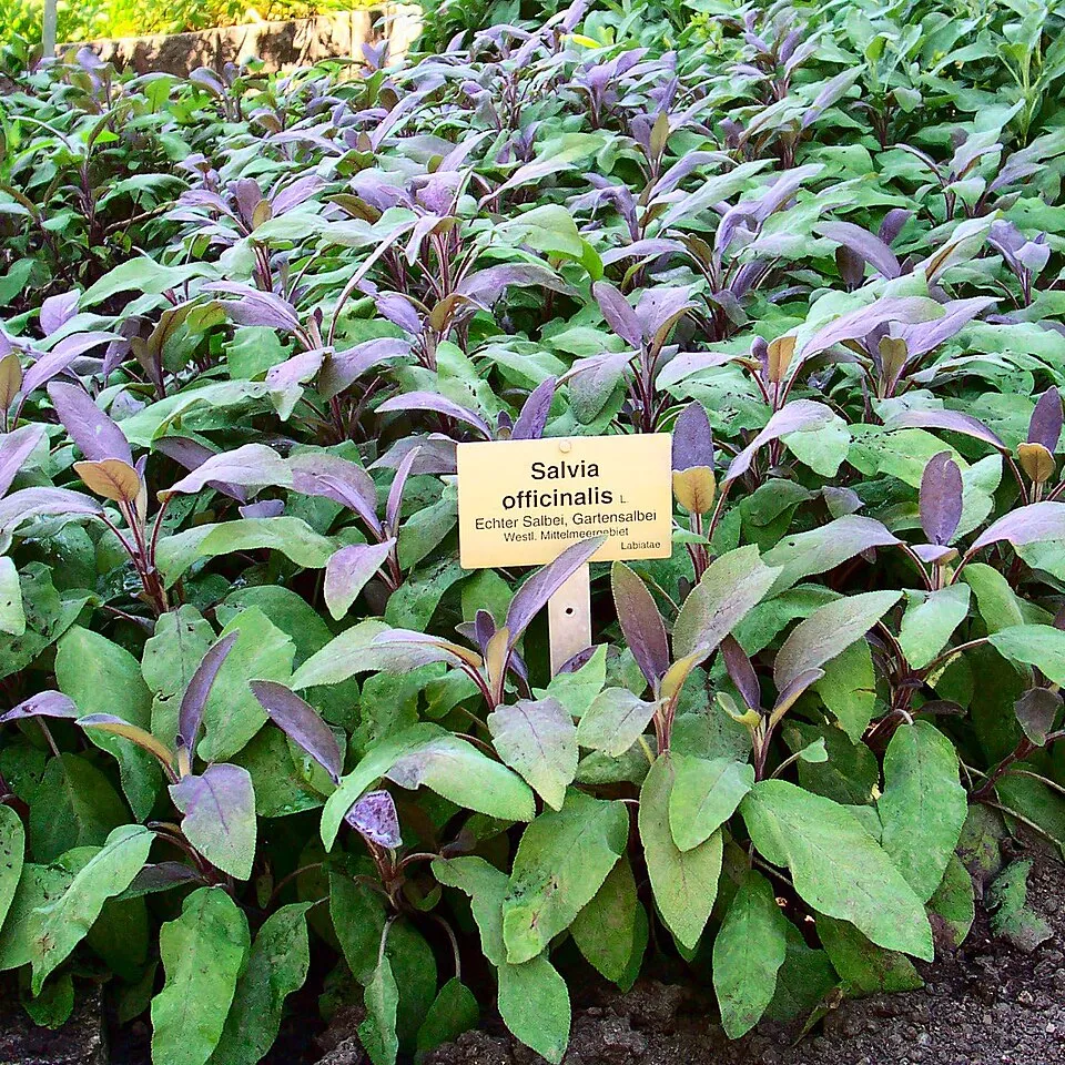 Zöldes-bordó levelű orvosi zsálya / Salvia officinalis 'Purpurascens'