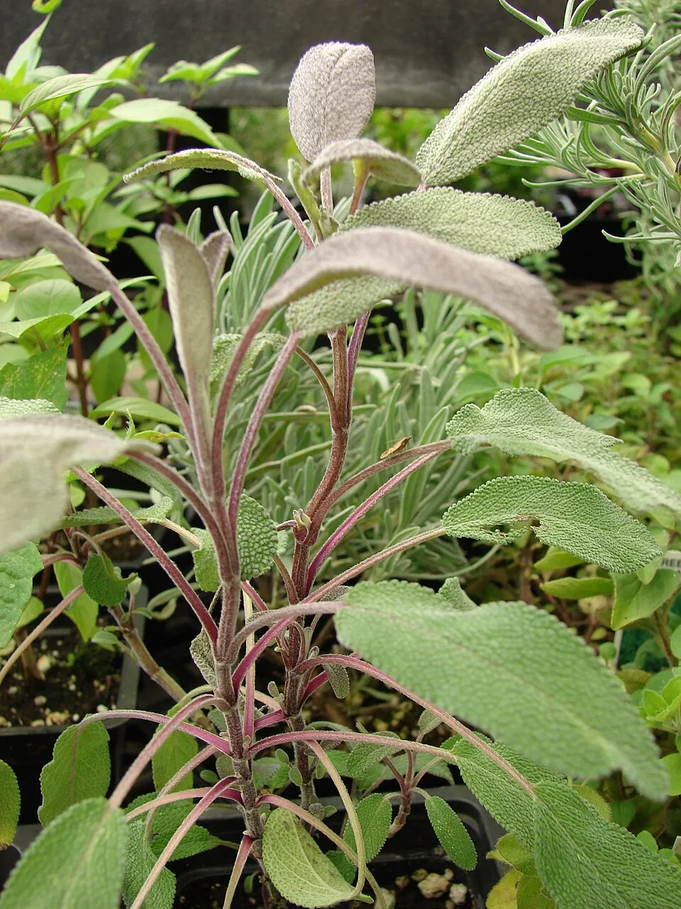 Zöldes-bordó levelű orvosi zsálya / Salvia officinalis 'Purpurascens'