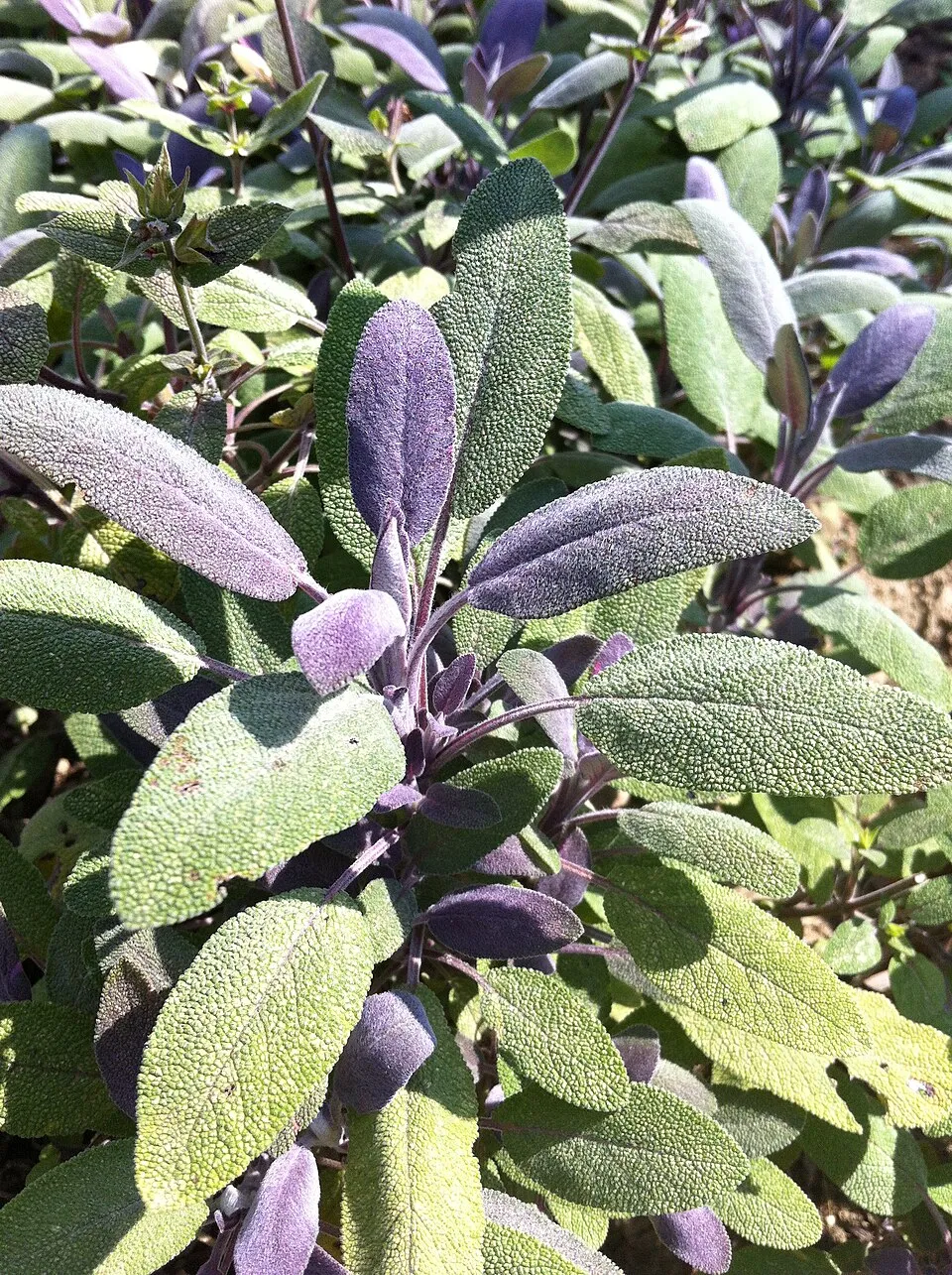 Zöldes-bordó levelű orvosi zsálya / Salvia officinalis 'Purpurascens'