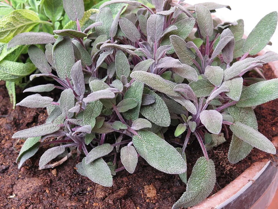 Zöldes-bordó levelű orvosi zsálya / Salvia officinalis 'Purpurascens'