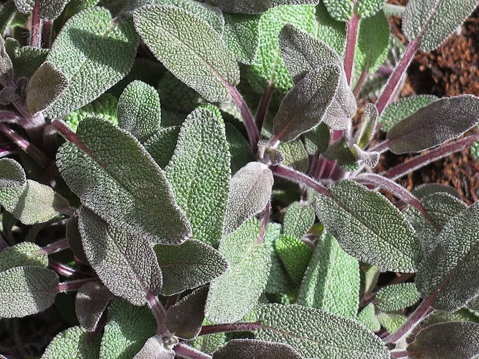 Zöldes-bordó levelű orvosi zsálya / Salvia officinalis 'Purpurascens'