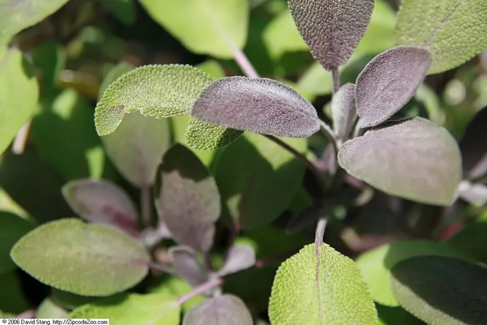 Zöldes-bordó levelű orvosi zsálya / Salvia officinalis 'Purpurascens'