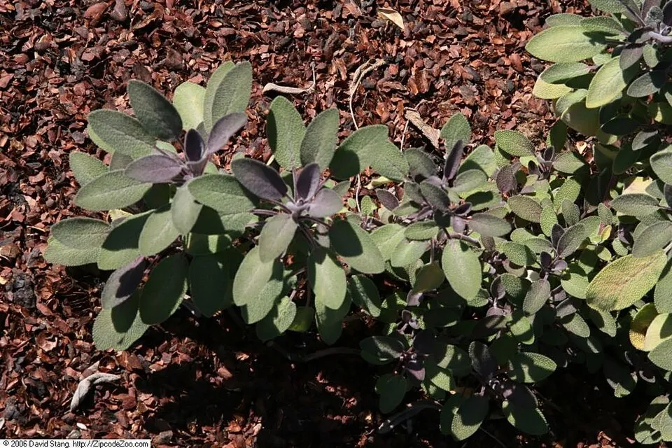 Zöldes-bordó levelű orvosi zsálya / Salvia officinalis 'Purpurascens'