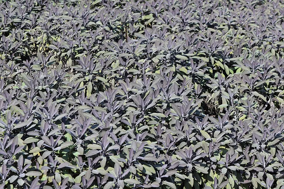 Zöldes-bordó levelű orvosi zsálya / Salvia officinalis 'Purpurascens'