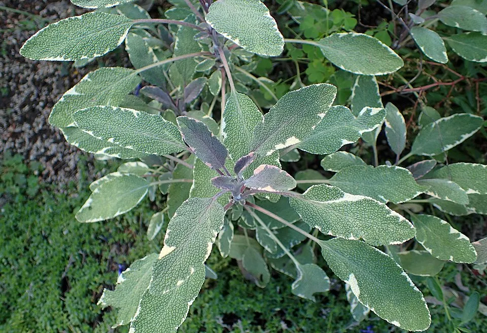Tarka levelű orvosi zsálya / Salvia officinalis 'Tricolor'