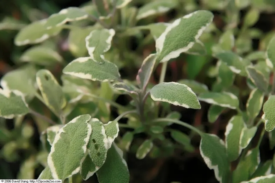 Tarka levelű orvosi zsálya / Salvia officinalis 'Tricolor'