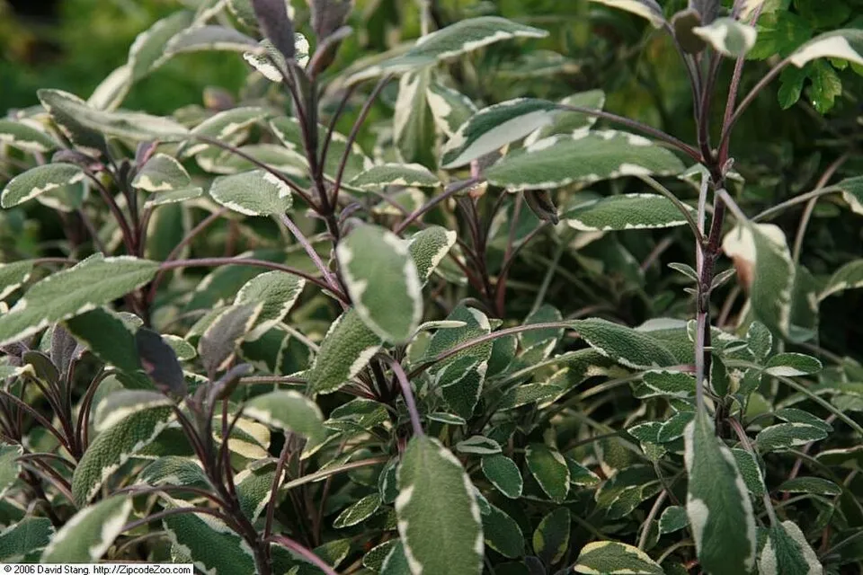 Tarka levelű orvosi zsálya / Salvia officinalis 'Tricolor'