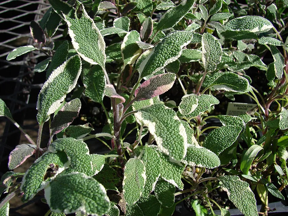 Tarka levelű orvosi zsálya / Salvia officinalis 'Tricolor'