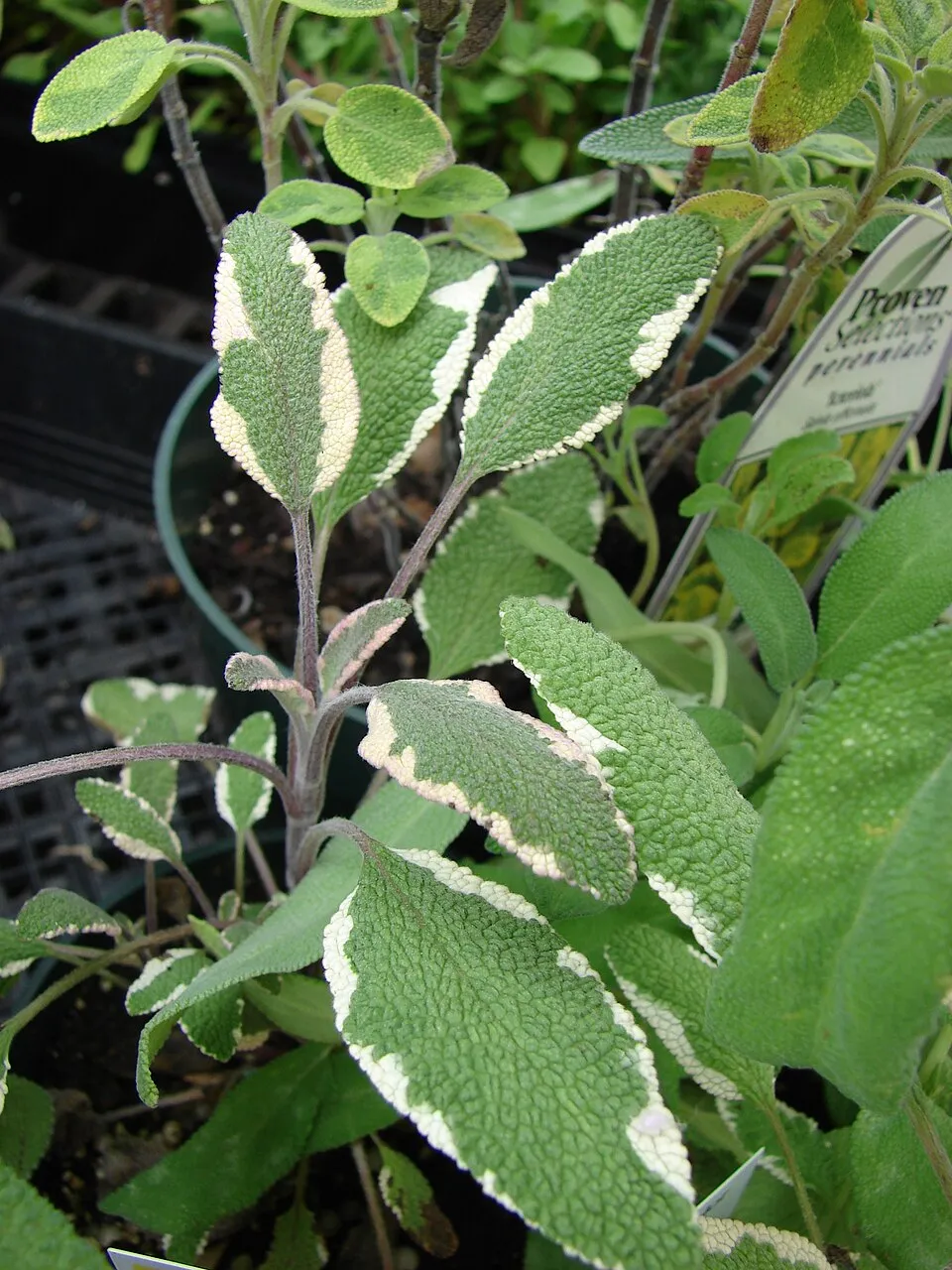 Tarka levelű orvosi zsálya / Salvia officinalis 'Tricolor'