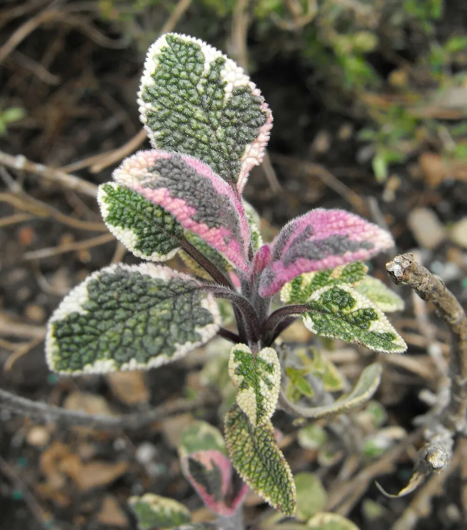Tarka levelű orvosi zsálya / Salvia officinalis 'Tricolor'