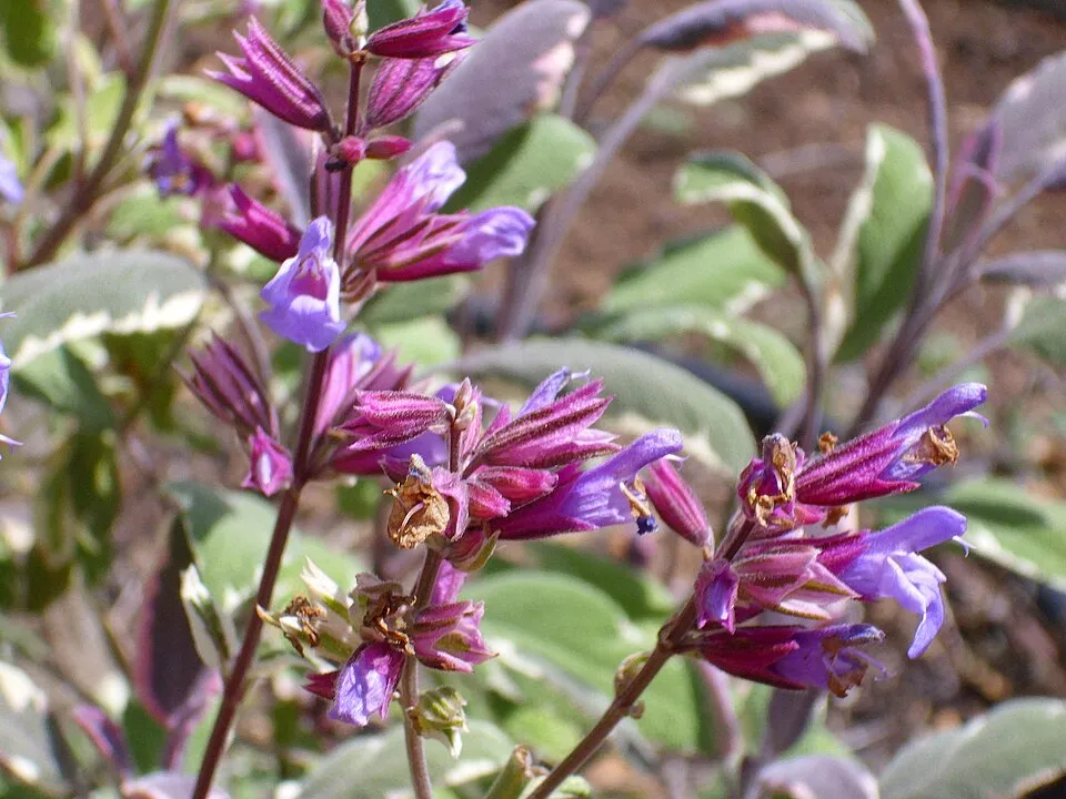 Tarka levelű orvosi zsálya / Salvia officinalis 'Tricolor'