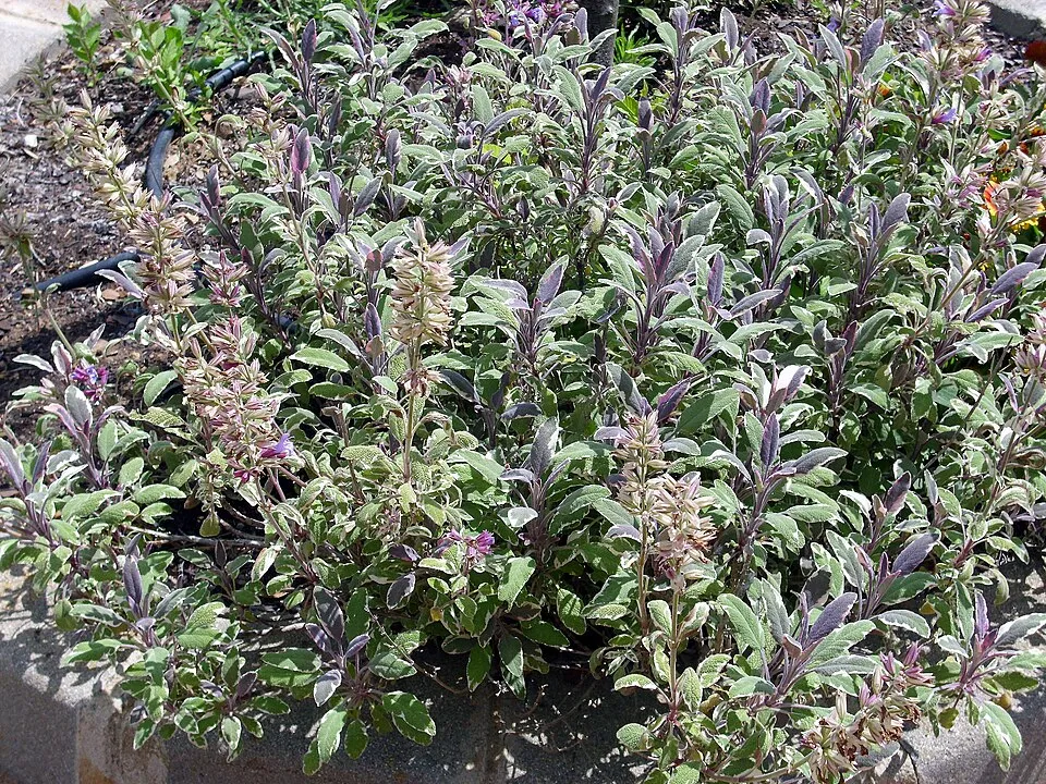 Tarka levelű orvosi zsálya / Salvia officinalis 'Tricolor'