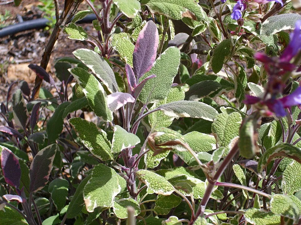 Tarka levelű orvosi zsálya / Salvia officinalis 'Tricolor'