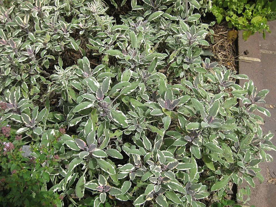 Tarka levelű orvosi zsálya / Salvia officinalis 'Tricolor'