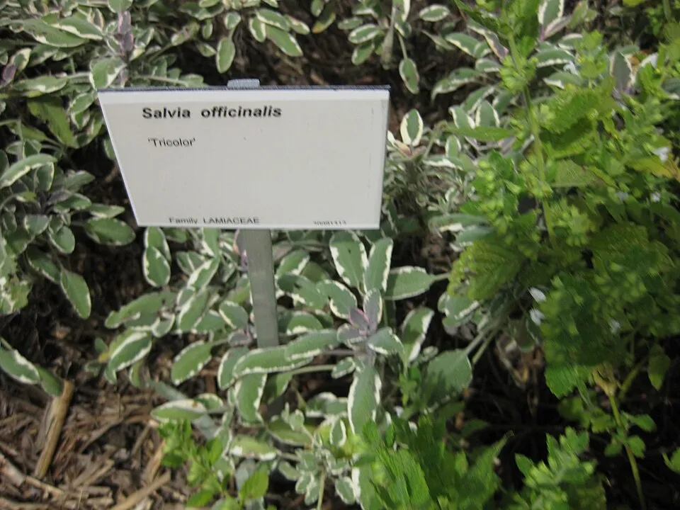 Tarka levelű orvosi zsálya / Salvia officinalis 'Tricolor'