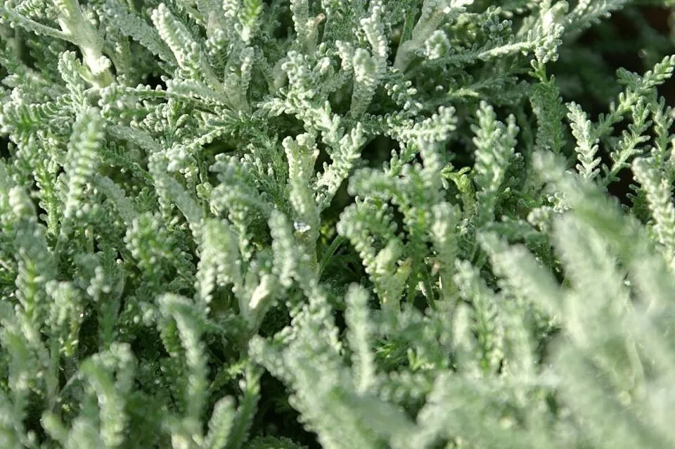 Hamvas cipruska / Santolina chamaecyparissus
