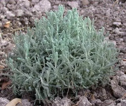 Hamvas cipruska / Santolina chamaecyparissus
