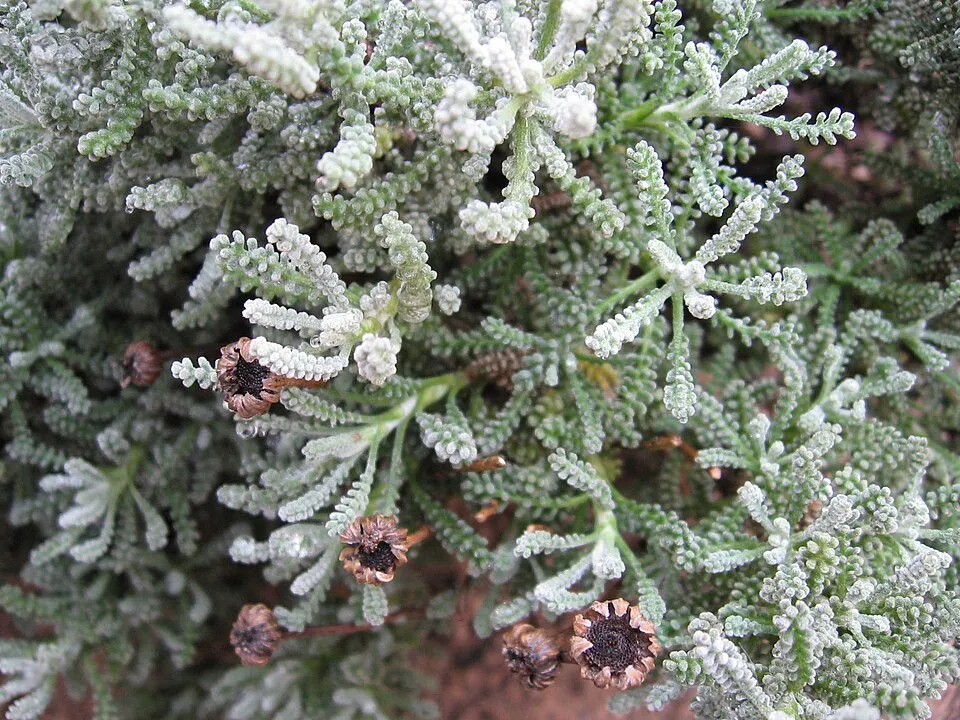 Hamvas cipruska / Santolina chamaecyparissus