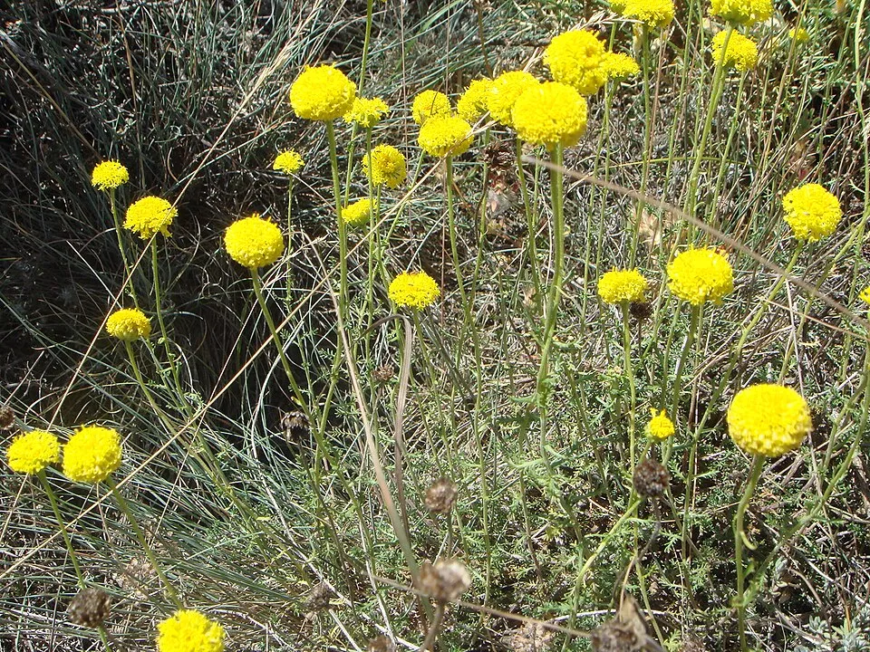 Hamvas cipruska / Santolina chamaecyparissus