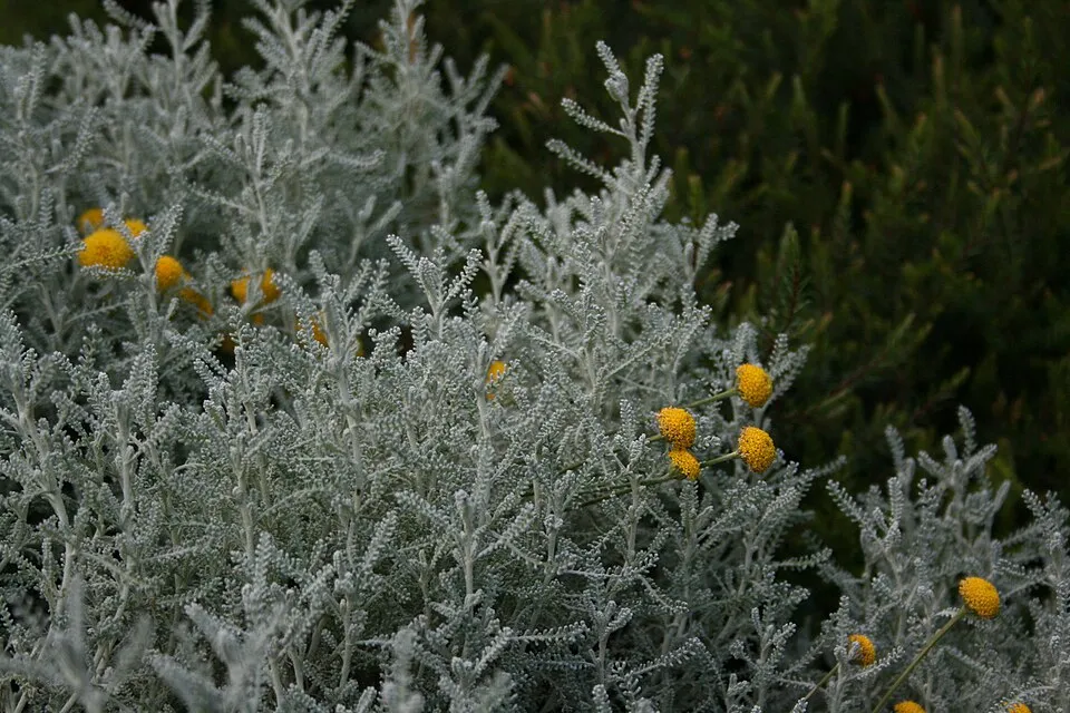 Hamvas cipruska / Santolina chamaecyparissus
