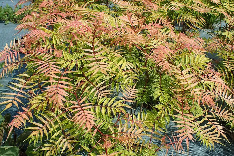 Tollas gyöngyvessző / Sorbaria sorbifolia 'Sem'
