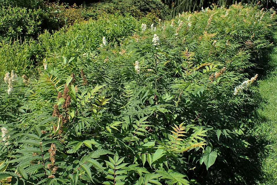 Tollas gyöngyvessző / Sorbaria sorbifolia 'Sem'