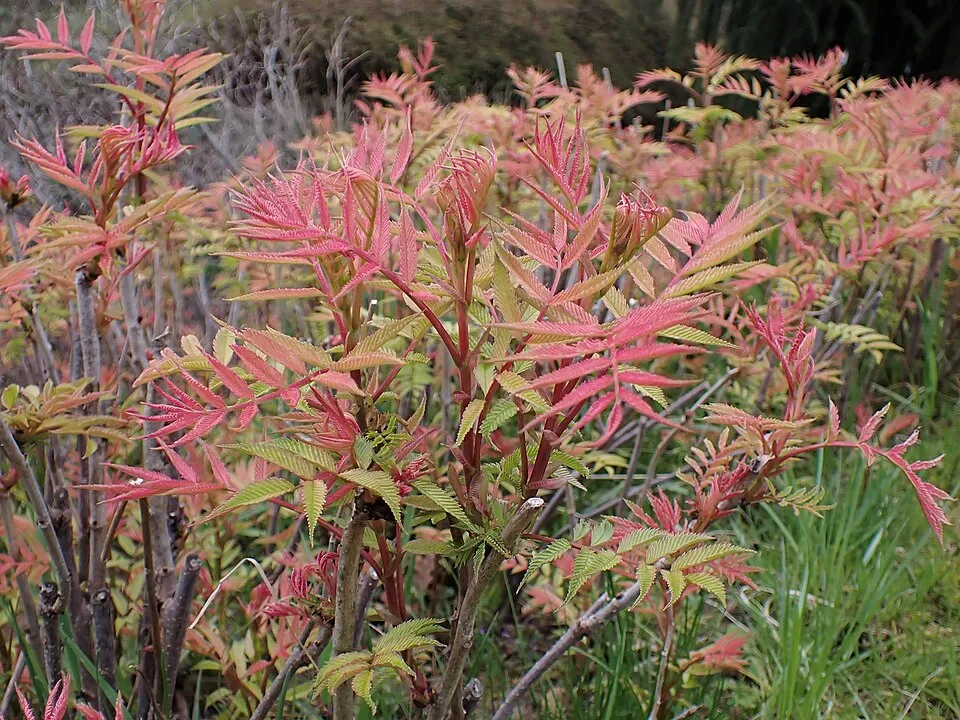 Tollas gyöngyvessző / Sorbaria sorbifolia 'Sem'