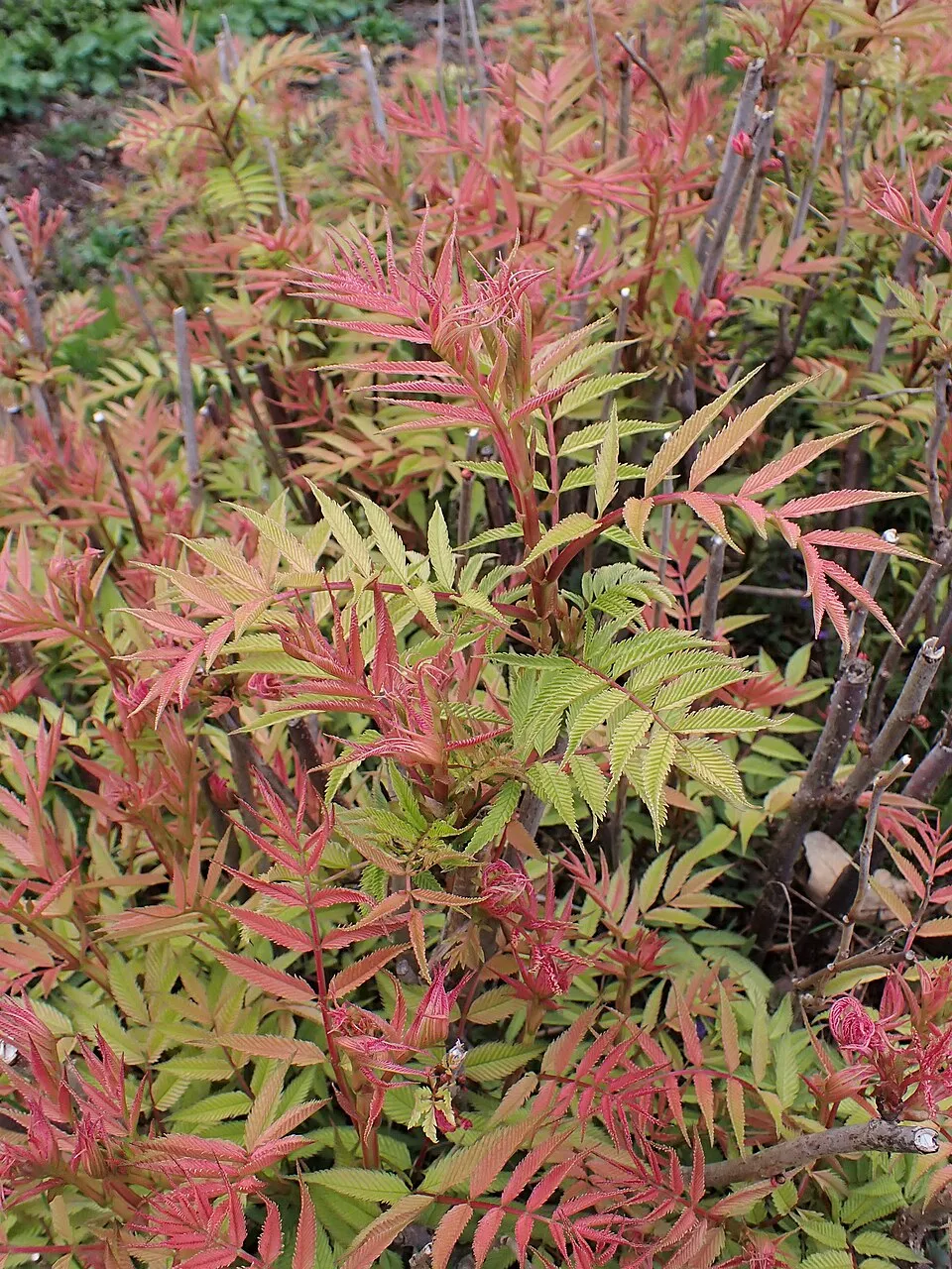 Tollas gyöngyvessző / Sorbaria sorbifolia 'Sem'