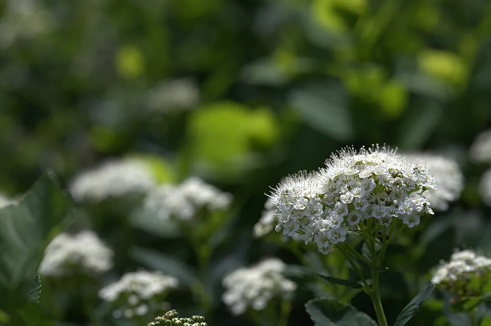 Nyírlevelű gyöngyvessző / Spiraea betulifolia 'Tor'