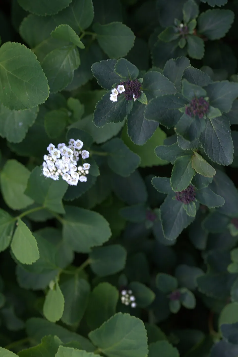 Nyírlevelű gyöngyvessző / Spiraea betulifolia 'Tor'