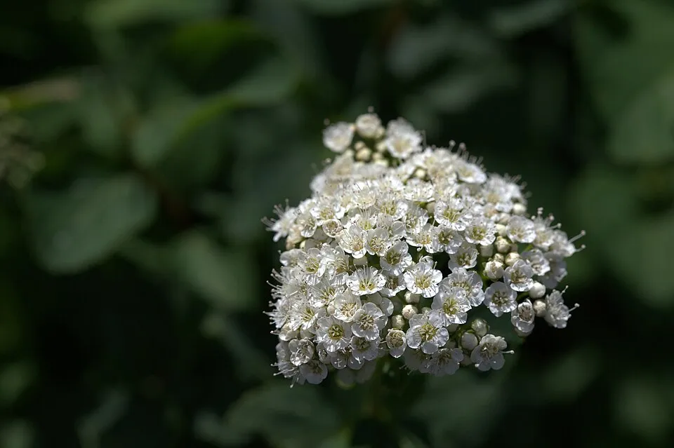 Nyírlevelű gyöngyvessző / Spiraea betulifolia 'Tor'